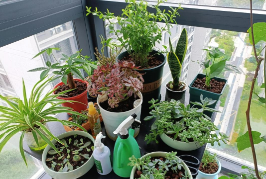 家庭养花用生根粉