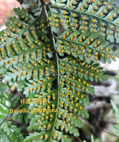 杯盖蕨在家如何养植