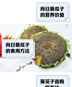 熟瓜子为什么养花