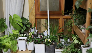 家庭养花用生根粉