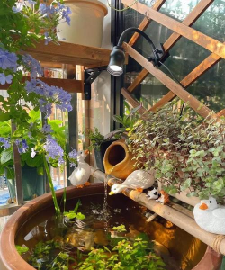 家庭养花用生根粉