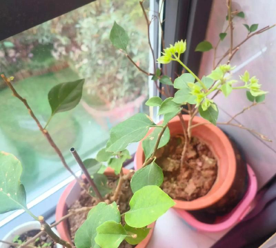 家庭养花用生根粉