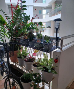 家庭养花用生根粉