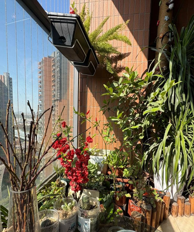 家庭养花用生根粉