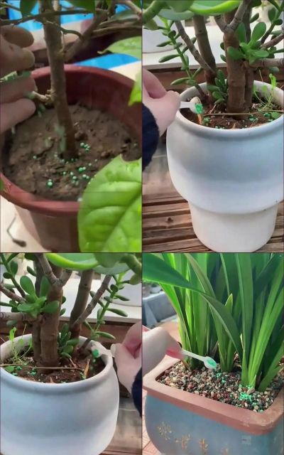 家庭养花用生根粉