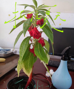 家庭养花用生根粉