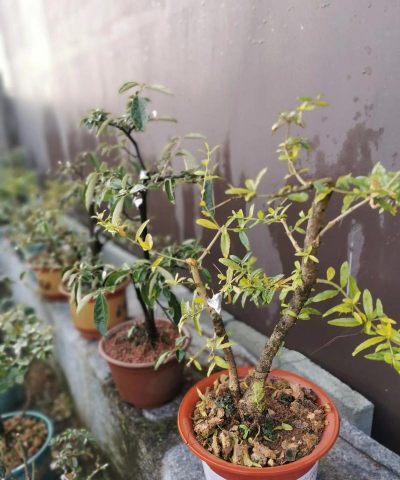 家庭养花用生根粉