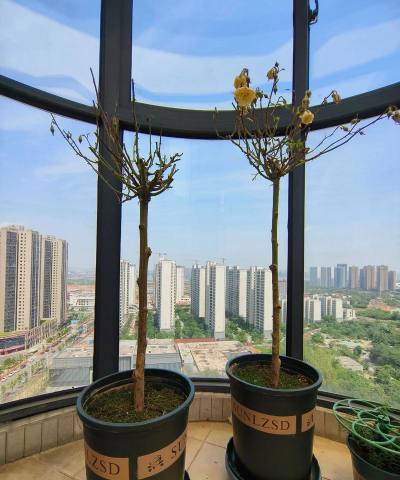 养花添加了新成员