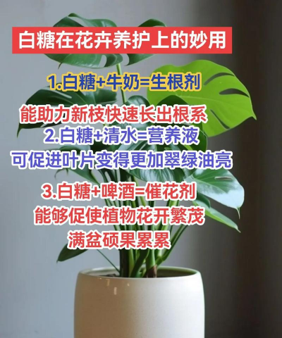 家庭养花用生根粉