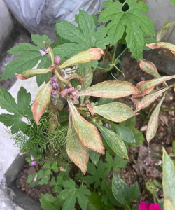 家庭养花用生根粉