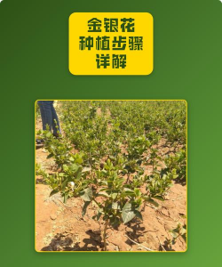 别墅园林绿化设计，打造私密空间，提升居住品质