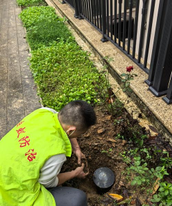 绯花玉怎么养，掌握关键技巧，轻松养出好状态