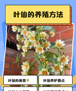 绯花玉怎么养，掌握关键技巧，轻松养出好状态