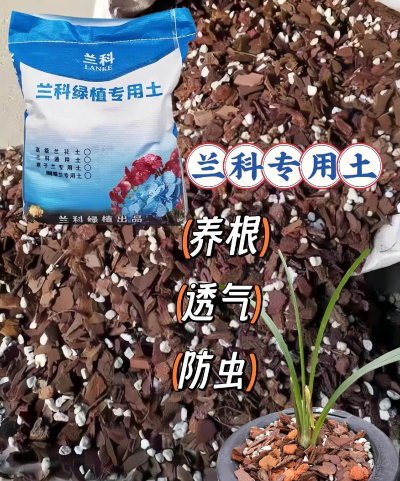 兰花用什么土栽培最好，养花新手必看，避开烂根大坑