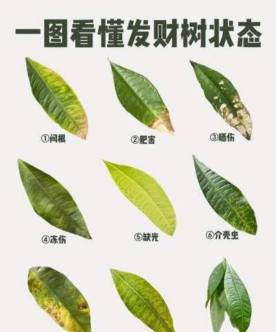 绯花玉怎么养，掌握关键技巧，轻松养出好状态