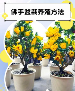 绯花玉怎么养，掌握关键技巧，轻松养出好状态