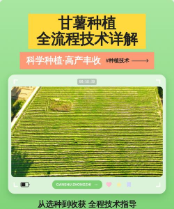 绯花玉怎么养，掌握关键技巧，轻松养出好状态