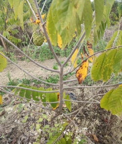 芍药花怎么养，掌握关键要点，花开更鲜艳