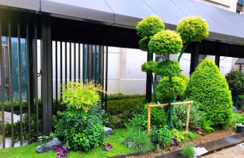 海棠花的栽培，选对品种很关键，掌握技巧不费力