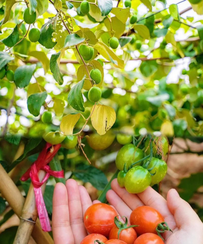 海棠花的栽培，选对品种很关键，掌握技巧不费力