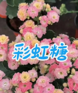 夏季黄瓜高产栽培技术，选对品种，科学管理