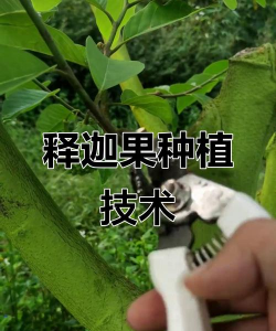 兰草花怎么养，掌握关键技巧，轻松培育美丽花朵