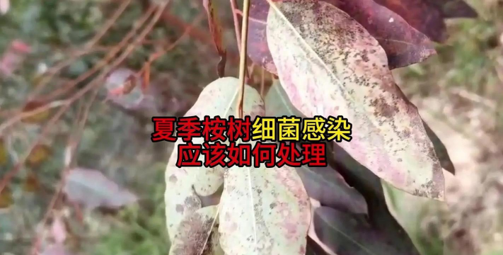 芍药花怎么养，掌握关键要点，花开更鲜艳