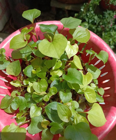 无土栽培折耳根，轻松上手，家庭种植新选择