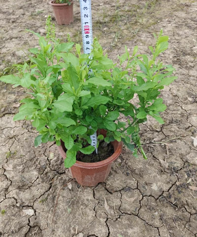 蓝花丹怎么养，轻松掌握养护技巧，打造繁花似锦的阳台