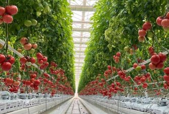 夏季黄瓜高产栽培技术，选对品种，科学管理