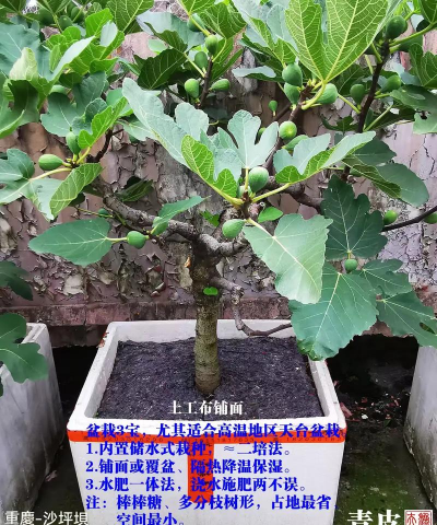 无花果栽培技术，掌握关键步骤，轻松收获甜蜜果实