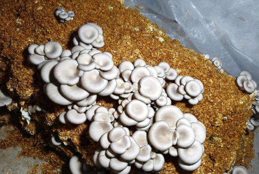 玉米芯栽培平菇，原料易得成本低，操作简单有技巧
