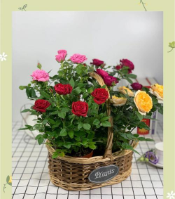 养玫瑰花，新手入门，轻松上手