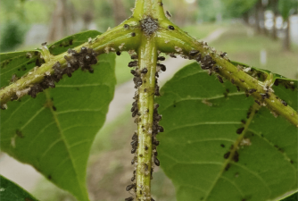 山楂树害虫天牛防治，识别关键特征，掌握有效方法