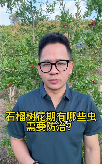 芹菜高产栽培技术，选对品种很关键，掌握要点促增收