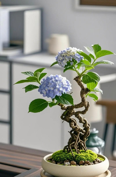 菊花栽培与管理技术，轻松掌握种植要点，打造美丽花园