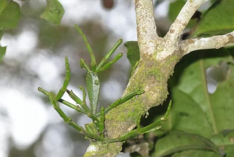 芹菜高产栽培技术，选对品种很关键，掌握要点促增收