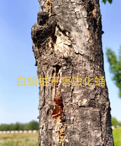 白蜡树的病虫防治，识别常见问题，掌握有效方法