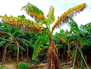 夏天防治树太阳暴晒，实用方法分享，让树木安然度夏