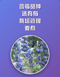 菊花栽培与管理技术，轻松掌握种植要点，打造美丽花园