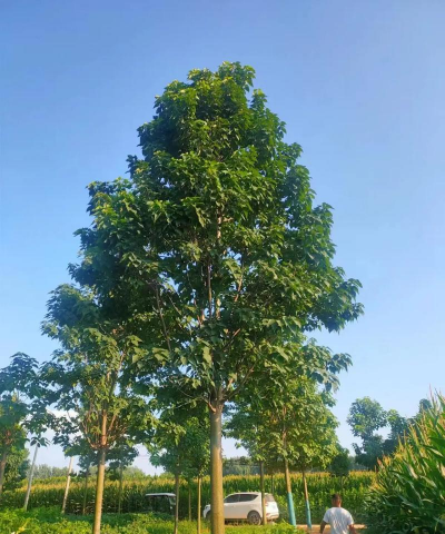 海棠花的栽培，选对品种很关键，掌握技巧不费力