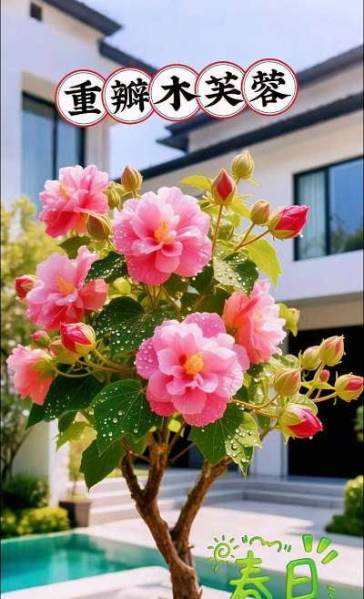 海棠花的栽培，选对品种很关键，掌握技巧不费力