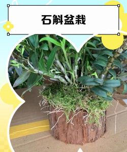 海棠花的栽培，选对品种很关键，掌握技巧不费力