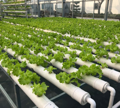 菊花栽培与管理技术，轻松掌握种植要点，打造美丽花园