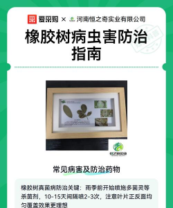 菊花栽培与管理技术，轻松掌握种植要点，打造美丽花园