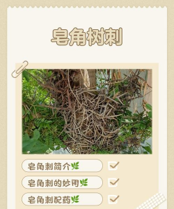 皂角树病虫害防治，识别常见问题，掌握有效方法