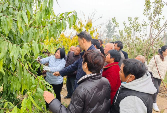 桃树栽培，掌握关键技术，实现高产优果