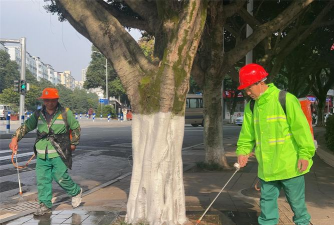 菊花栽培与管理技术，轻松掌握种植要点，打造美丽花园
