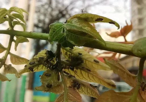 菊花栽培与管理技术，轻松掌握种植要点，打造美丽花园