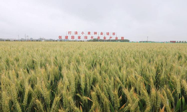 夏天防治树太阳暴晒，实用方法分享，让树木安然度夏